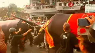 Kerbau Ngamuk Brutal, Kebo Ndanu Vs Kebo Kendho Di Balai Desa Polorejo Babadan, Penonton Kocar Kacir