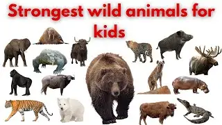 Top 25 Strongest Animals | Wild Animals for Kids | Learning Video | Animal Facts for Children