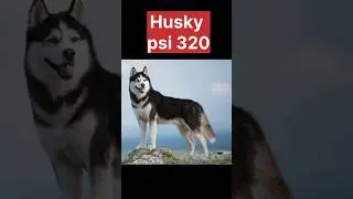 Top 5 Dog bite force #dog #husky #germanshepherd #lebra #rottweiler #pitbull #shorts #viralshort