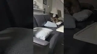 Oscar the Cat Pillow Preference Test