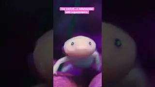 Visit the axolotl at Wildlife Explorers Basecamp | San Diego Zoo #shorts