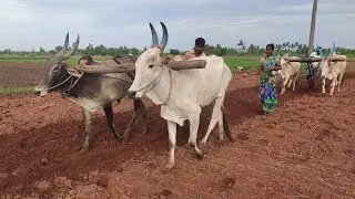 Bullocks framework in field | Bullockcart | four Bullock working style in village | cowvideos