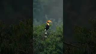Lonely Bird