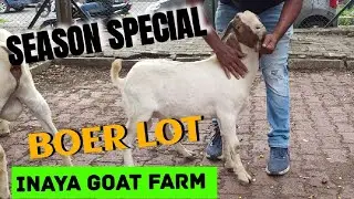 QUALITY BOER GOAT LOT AVAILABLE INAYA GOAT FARM PUNE | GOATS PLANET
