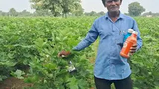 COTTON RESULT NETSURF BIOFIT PRODUCT AT LINCH CHATURBHAI PATEI SIR