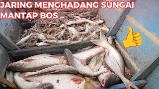 PANEN IKAN HASIL MENGHADANG SUNGAI MENGGUNAKAN JARING IKAN [AMPAS] - BABON PATIN DAN UDANG MASUK