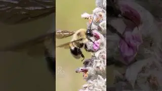 Backyard Wildlife Roll Call &bull; Bee, Hawk, Crow & More