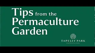 Leave those leaves! Tapeley Park Permaculture Tips -