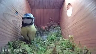4th April 2021 - Blue tit nest box live camera highlights