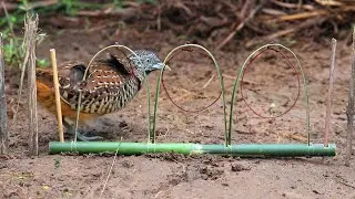 make amazing rope trap for quail bird in forest
