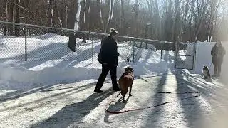 Boss- Working on come, sit, leave it, leash walking, place, down, table surfing, gentle, and look