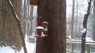 2016 02 15 11 55 22 SquirrelFeeder NatureWindow Juncos