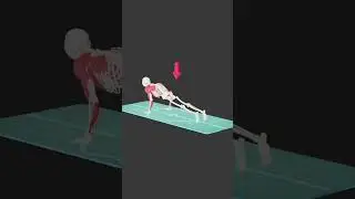 Pushups 3D #anatomy #humanbody #shortsfeed #3danatomy #motivation #pushups #pushup