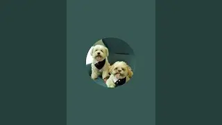 The Clingy Dog Fam is live