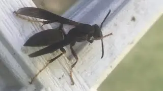does &ldquo;soapy water&rdquo; take out wasps hornets yellow jackets