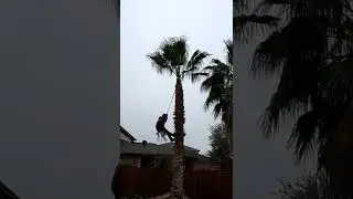 tree experts San Antonio in palm tree🌴🥥