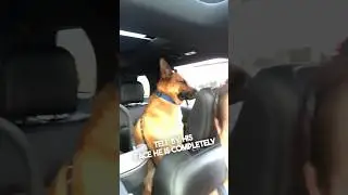 Их собака устала от детского плача 😂