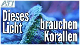 Korallen brauchen diese Art Licht | ATI Aquaristik