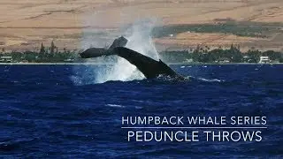 Humpback Whale Series:  Peduncle Throws