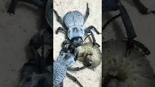 Beetle feeding #ants #insects #bug #beetle