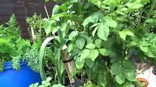5 Aug 2018 Kestrel Potato Reveal & More