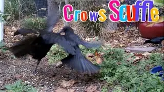 1, 2... Then There Was A Murder On Christmas Day! #murderofcrows