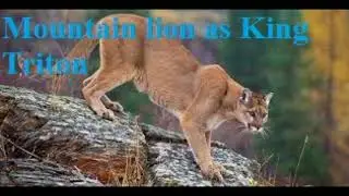 The little mer-mountain lioness cast video