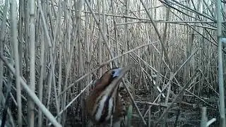 Bittern