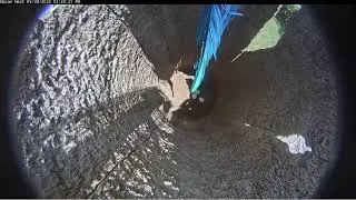 Miami Macaw Cam Live Stream