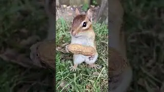 beautiful pet
