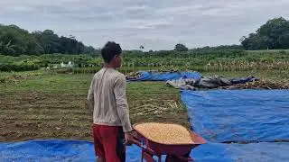 AMAZING FARMER HACK! MOVE CORN KERNELS QUICKLY WITH A SIMPLE THREE-WHEEL RAKE!-Agriculture Farming