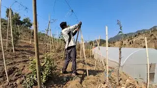 Tomato zamna tur kan siam