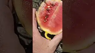 First Melon from The  Melon 🍈  Patch Golden Midget melon 🍈