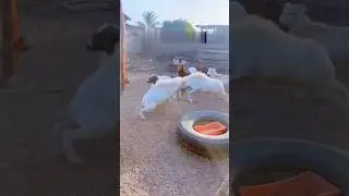 Unstoppable Goat Fights Them All! 🐐🔥 Who Can Stop It?