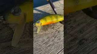Perch Perkins throwing it back. #fishing #luremaking #bassfishing
