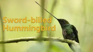 Sword-billed Hummingbird: Amazing Adaptation
