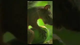 s&iacute; fue nuestro inesperado encuentro con un tapir #animales #exploraci&oacute;n #monta&ntilde;as #formasstv