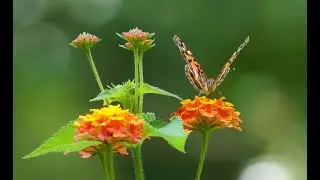 Revelation:  Will That Crystal Sea Reflect How Jesus Sees Us?  Good News in the Garden ✝️ *208