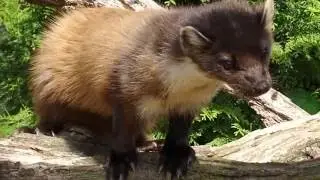 Animal Art - Newfoundland Pine Marten by UK Artist Elle Smith
