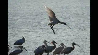 Een ochtendje Balgzand..