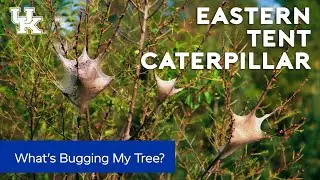 What's Bugging My Tree: Tent Caterpillars