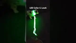 LED Collar and Leash