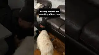 The Hilarious Reality Of Being A Dog Owner: The Sleep Deprivation Edition