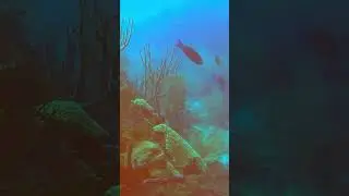 Short: Scuba Diving Roatan Honduras Pirates Point
