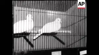 CAGE BIRD EXHIBITION