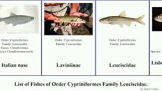 List of Fishes of Order Cypriniformes Family Leuciscidae. chub chondrostoma telestes nase Bonytail