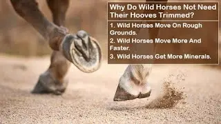 Why Do Wild Horses Not Need Their Hooves Trimmed