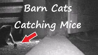 Barn Cats Catching Mice (Viewer Discretion is Advised)