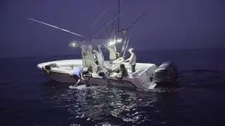 Expedition Gulf Stream: Tagging Hammerhead Shark Norris