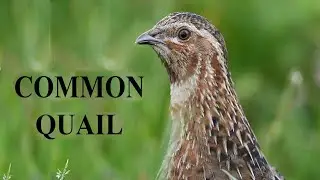 The Sound Of Common Quail Bird | Batair Ki Awaz | Quail Calling | Complete Video